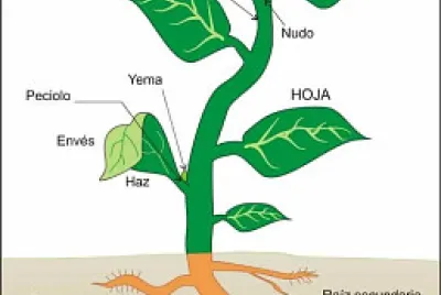 La planta