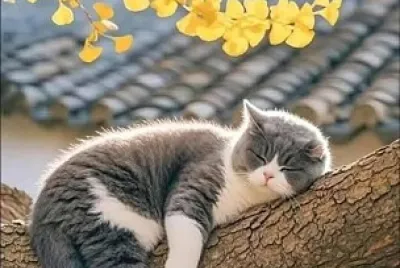 פאזל של gato