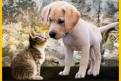 Chien et chat