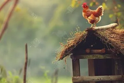 animales