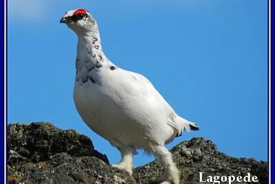 Lagopède