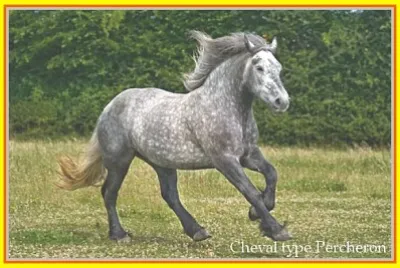 Cheval du type Percheron