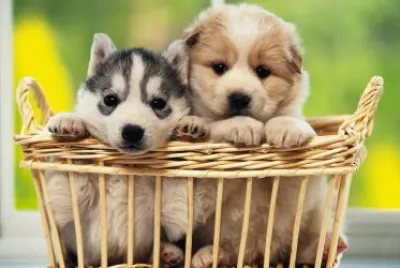 Husky siberians