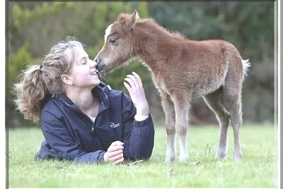 פאזל של Cheval nain
