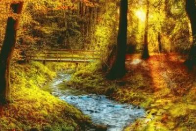 Bosque jigsaw puzzle