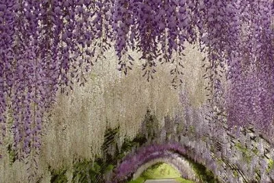 TÃºnel de GlicÃ­niasno jardim de Kawachi Fuji no JapÃ£o, JapÃ£o