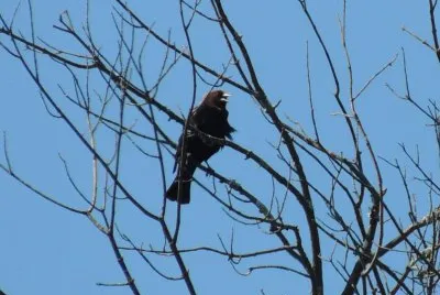 Cowbird