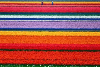 Campos de Tulipas na Holanda jigsaw puzzle