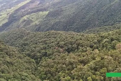 Floresta Região Metropolitana de Curitiba