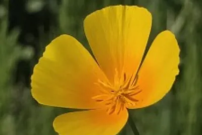 FIORE GIALLO