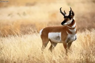 Wyoming Pronghorn Antelope