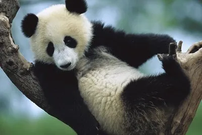 OSO PANDA