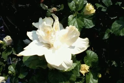 Tulipan blanco