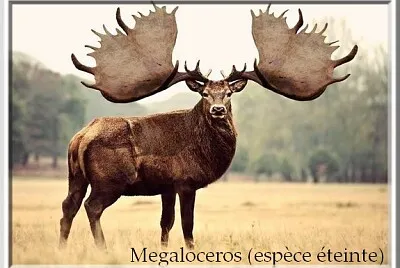 Mégalocéros