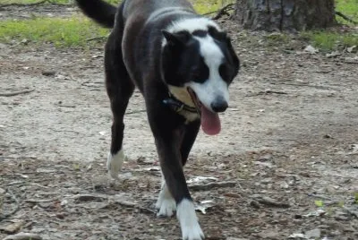 Jet