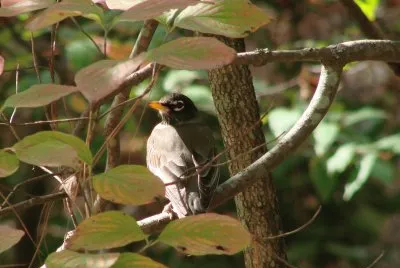 Robin In A Tree
