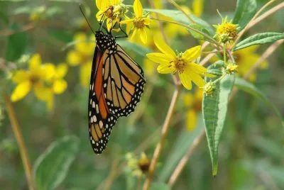 פאזל של Butterfly