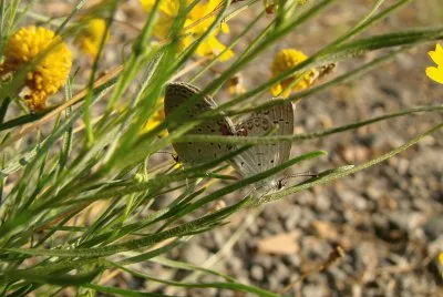 פאזל של Butterflies