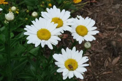 White Daisies
