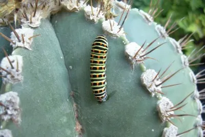 cactus