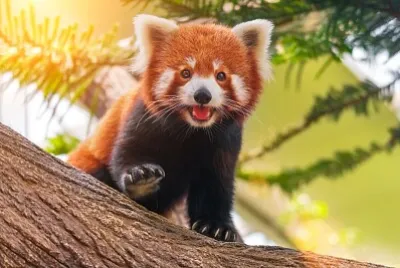 Panda vermelho