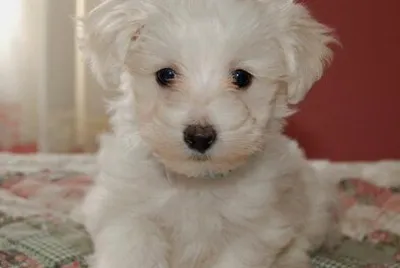 Poodle