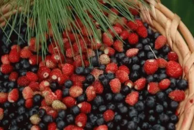Acai Berries-Great for Weight Loss