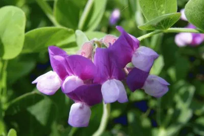 Wild Sweet Peas