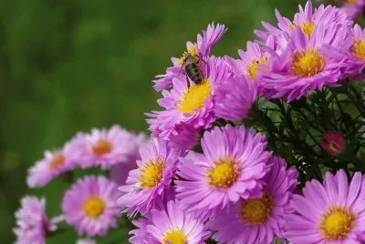 flores