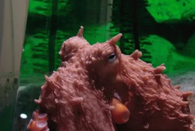 Octopus