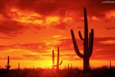 Arizona Desert Sunset
