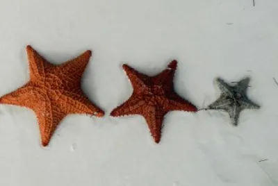 ESTRELLAS