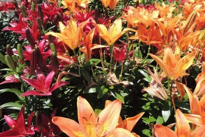 פאזל של Crimson and Orange