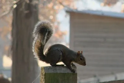Squirrel on Post jigsaw puzzle