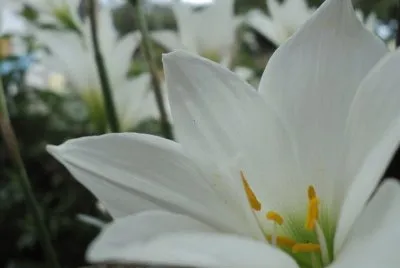 Flor da minha janela