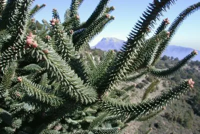 Abies pinsapo, Yunquera-Tolox, MÃ¡laga. Espanha jigsaw puzzle