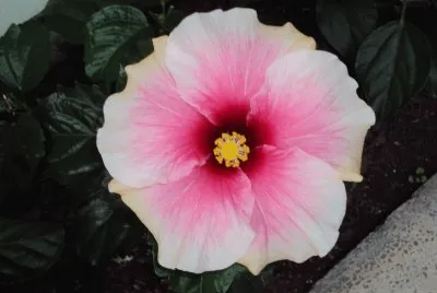 flores - hibiscos