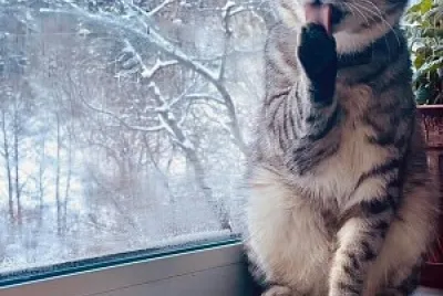 gato