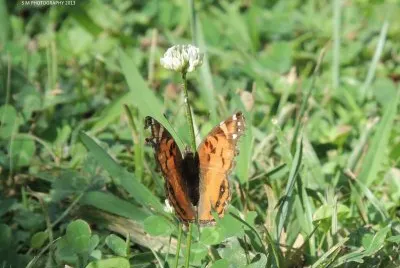 Butterfly