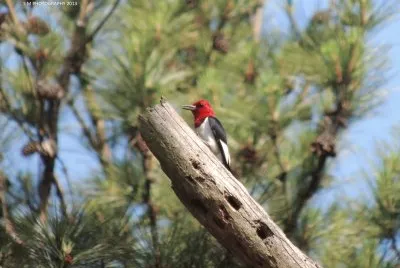 Red Headed Woodpecker