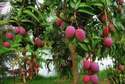 Mango Tree