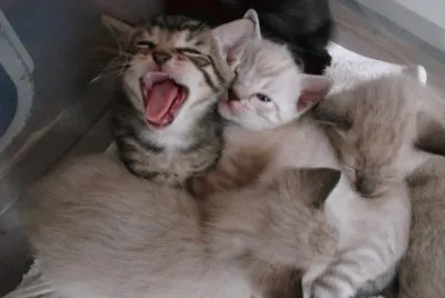 Kittens