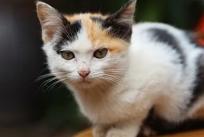 פאזל של 