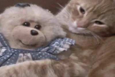 Juntos