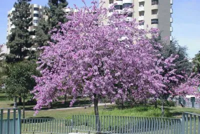 Bauhinia purpurea. Pata de vaca. Estepona. Espanha