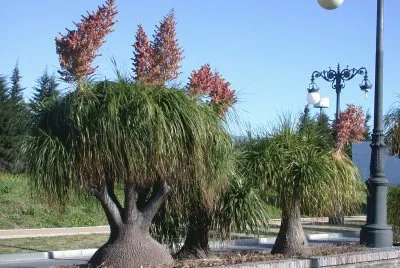 Beaucarnea sp. Estepona. Espanha jigsaw puzzle