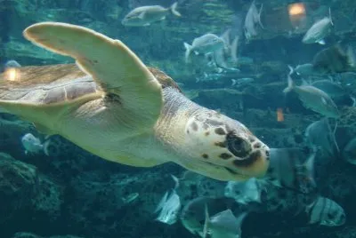 Sea Turtle