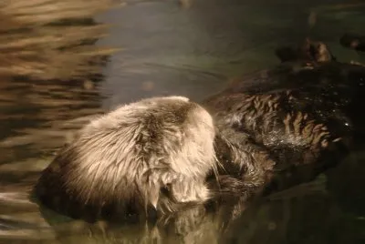 Otter