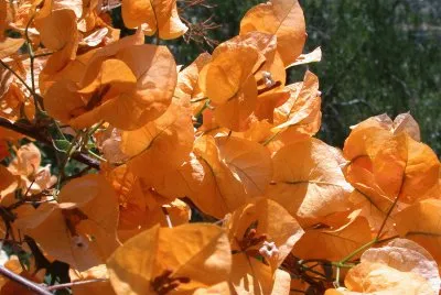 Bouganvillea. jigsaw puzzle