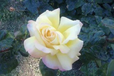 Rosas